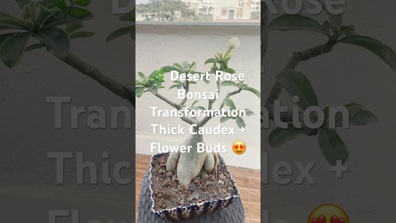 🌿 Desert Rose Bonsai Transformation, Thick Caudex + Flower Buds 😍