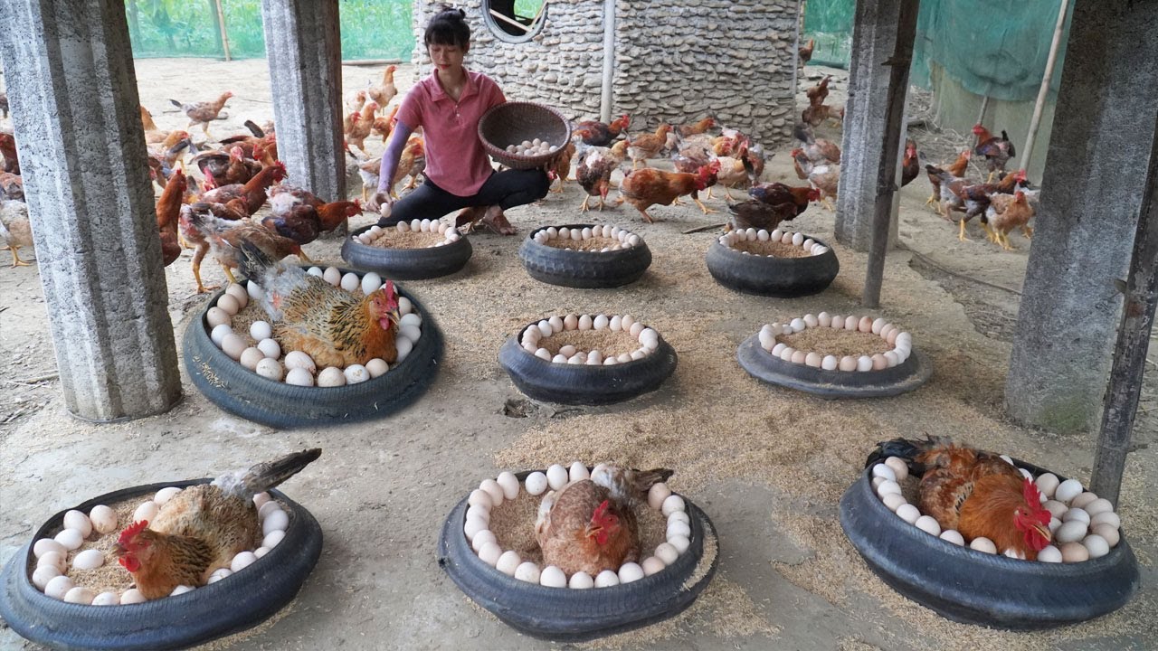 Building Many Nest Motorcycle Tire For Ducks To Lay Eggs - Harvest Chicken Eggs Goes To Market Sell
