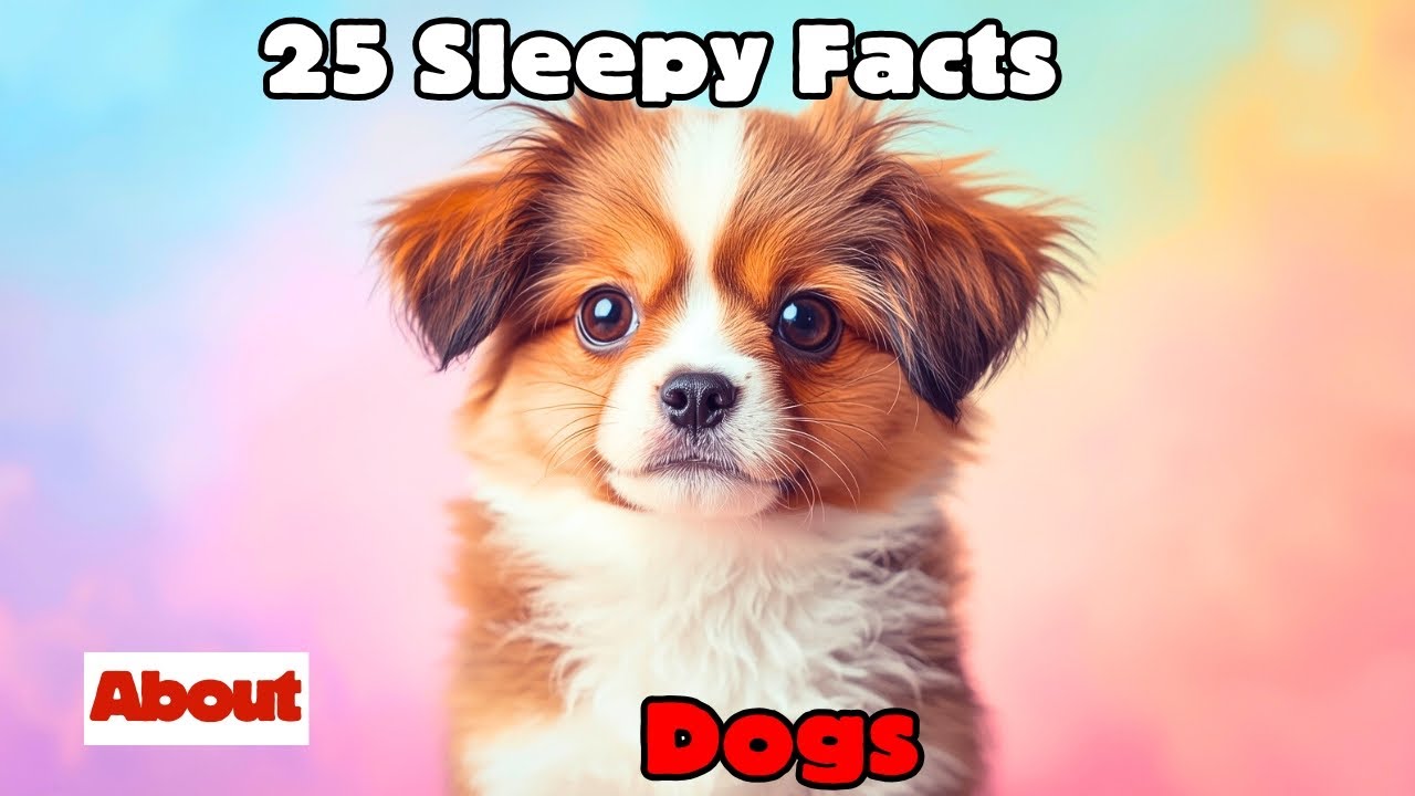 25 Sleepy Facts About Dogs – A Relaxing Bedtime Journey for Deep Sleep