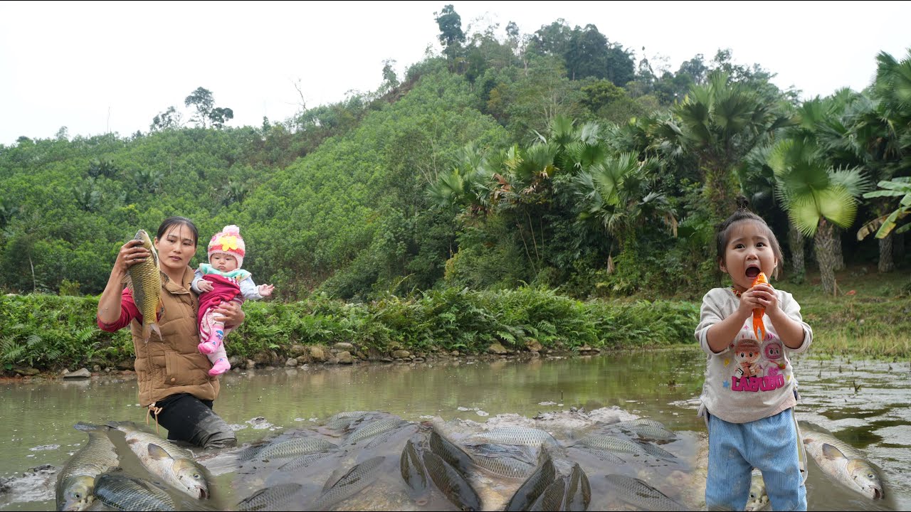 Harvesting giant carp and catfish from a natural fish pond for sale - Simple life in the canyon