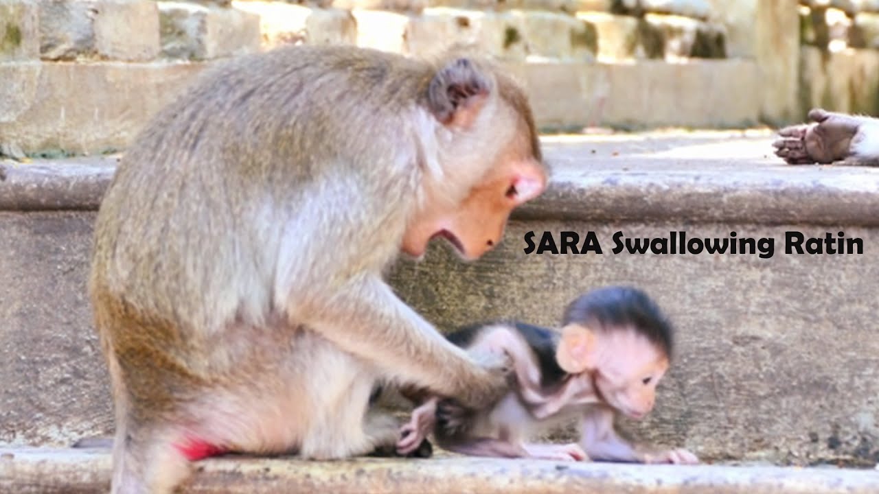 Newborn of RANA Was Eaten And Nearly Swallowed By Naughty Mommy SARA That Trying To Bite Ratin #24