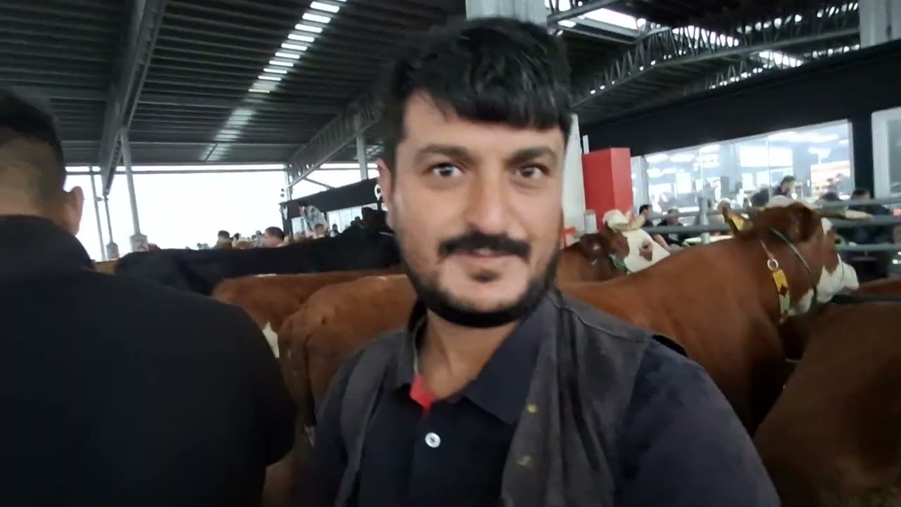 ÇORUM HAYVAN PAZARI BÜYÜKBAŞ.                   16 EYLÜL 2024 MURAT GÜRGİL