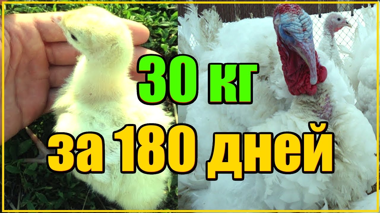САМЫЕ БОЛЬШИЕ ИНДЮКИ В МИРЕ / БИГ - 6 / 30 КГ ЗА 180 ДНЕЙ /ТЕХНОЛОГИЯ ВЫРАЩИВАНИЯ ИНДЮКОВ БИГ - 6