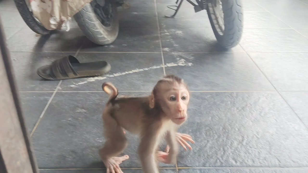 Baby monkey Boni runs here and there, won't stay still