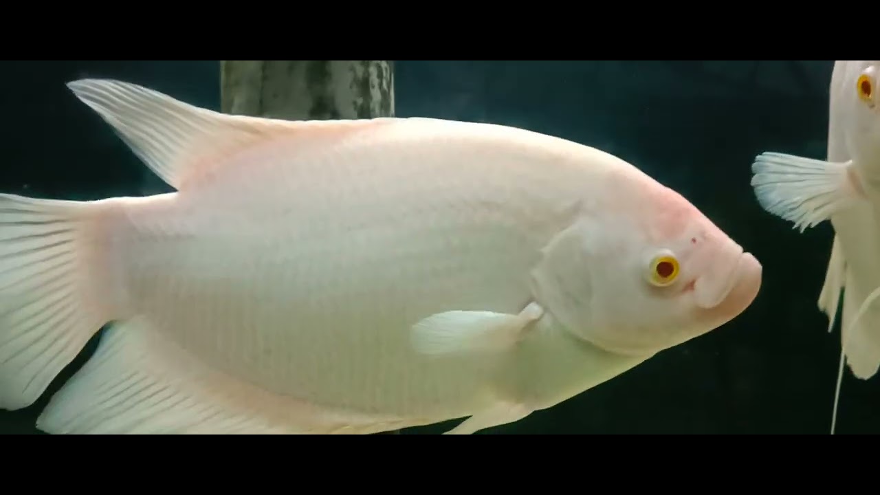 Different Fishes ✨#youtube#youtuber#subscribe#youtubelikes#youtubevide#youtubemarketing#youtubeview