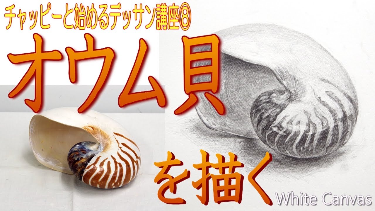 初心者のための基礎デッサン講座⑨【オウム貝を描く】はじめて鉛筆デッサン