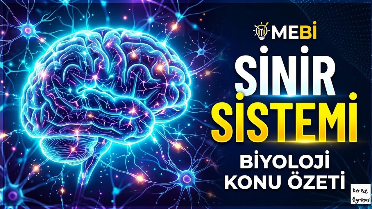 Derece öğrencisi ÖSYM'den sinir sistemi anlatıyor #aytbiyoloji 2.gün