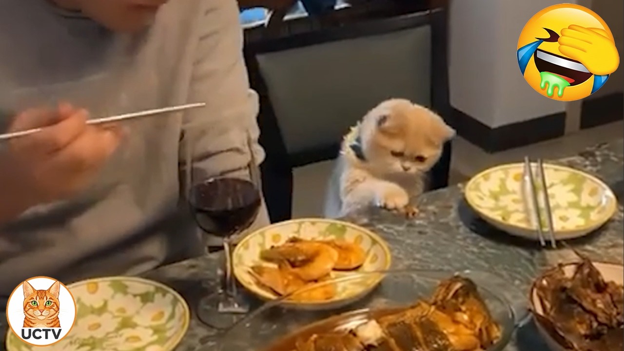 Новые самые смешные видео с котами 😼Попробуйте не засмеяться😜Ежедневная порция интернет-котов. Ча...