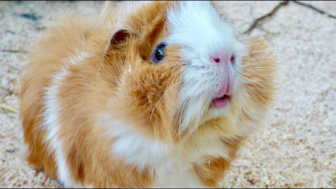 Preparing a Guinea Pig for Surgery