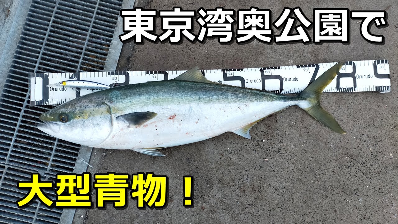 東京湾奥の公園で大型青物！シーバスタックルでブリ80cm【セットアッパー】