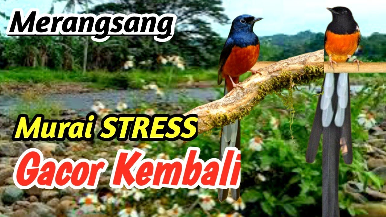 Terapi Alam Murai Batu | Calming River Sound for Stress Relief