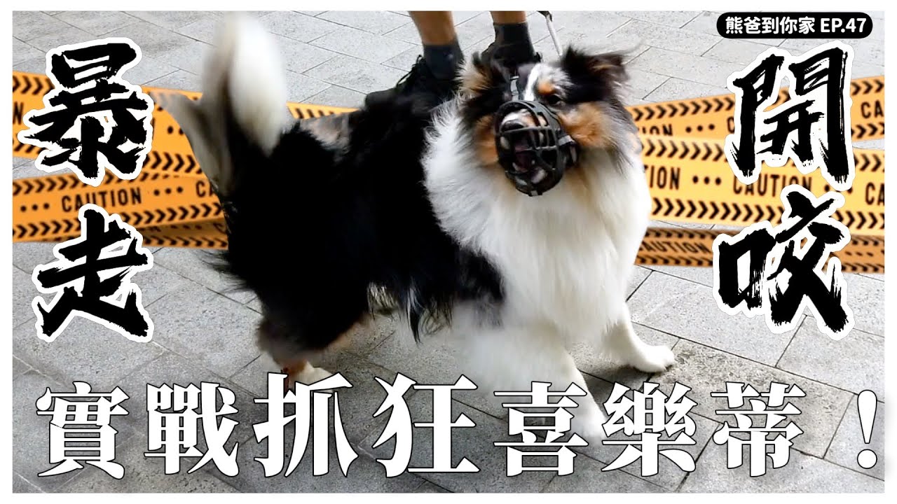 本片熊爸安全評估下實操，喜樂蒂是可愛好狗狗！【熊爸到你家】｜熊爸估狗