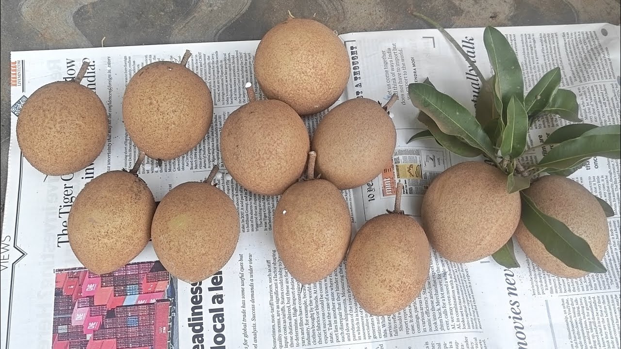 Thai queen sapota plance available 709-7075858499 onlin call me 