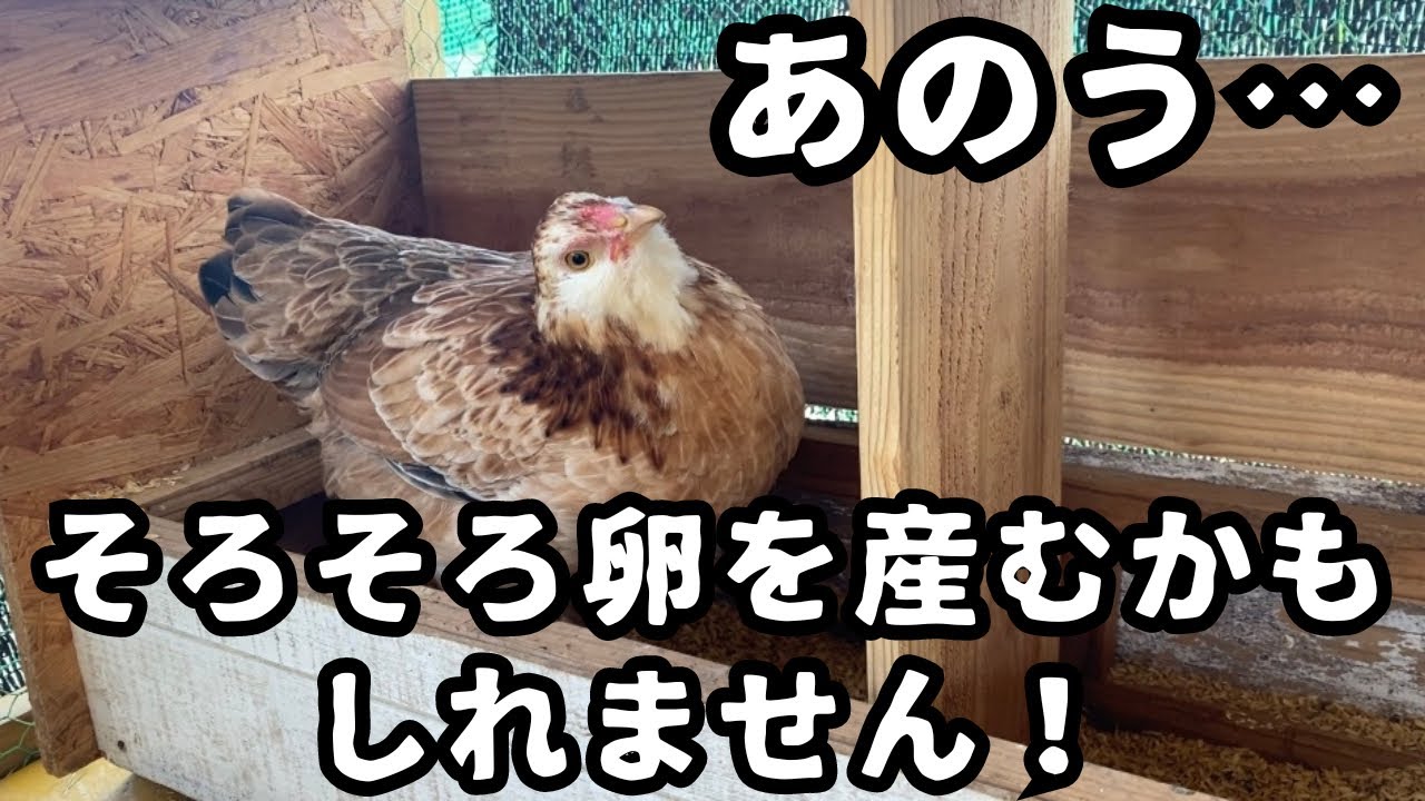 【ニワトリ飼育】まだ子供だけどもしかして産むの？？【沖縄田舎暮らし】