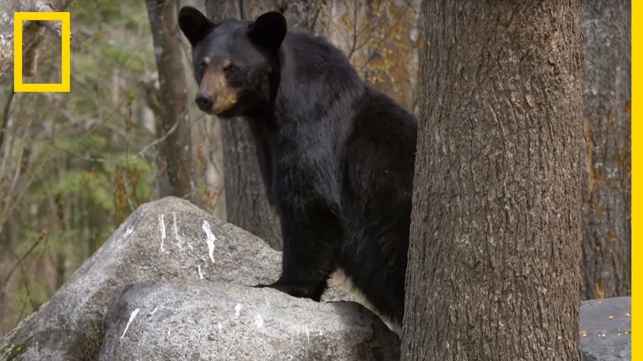 Des oursons noirs grimpent aux arbres !