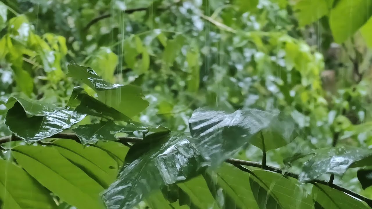 Heavy Rain on Green Leaves 🌿 Calming Water Sounds for Relaxation