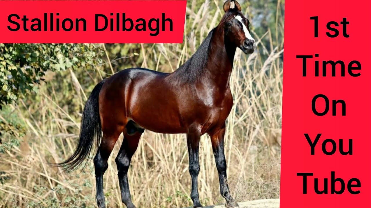 Dilbagh Rania दिलबाग- All india famous stallion - Owner Amandeep Singh gill 9815000303/9803239625