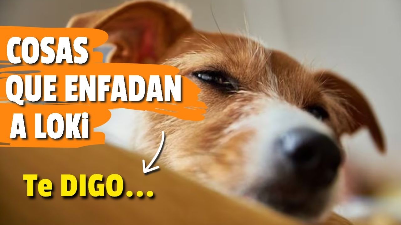👀🐶 12 ACCIONES que los HUMANOS hacen y que MOLESTAN a sus PERROS