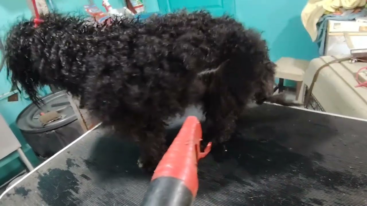 Baño y corte del poodle sin rapar como salvar el pelo de un poodle 