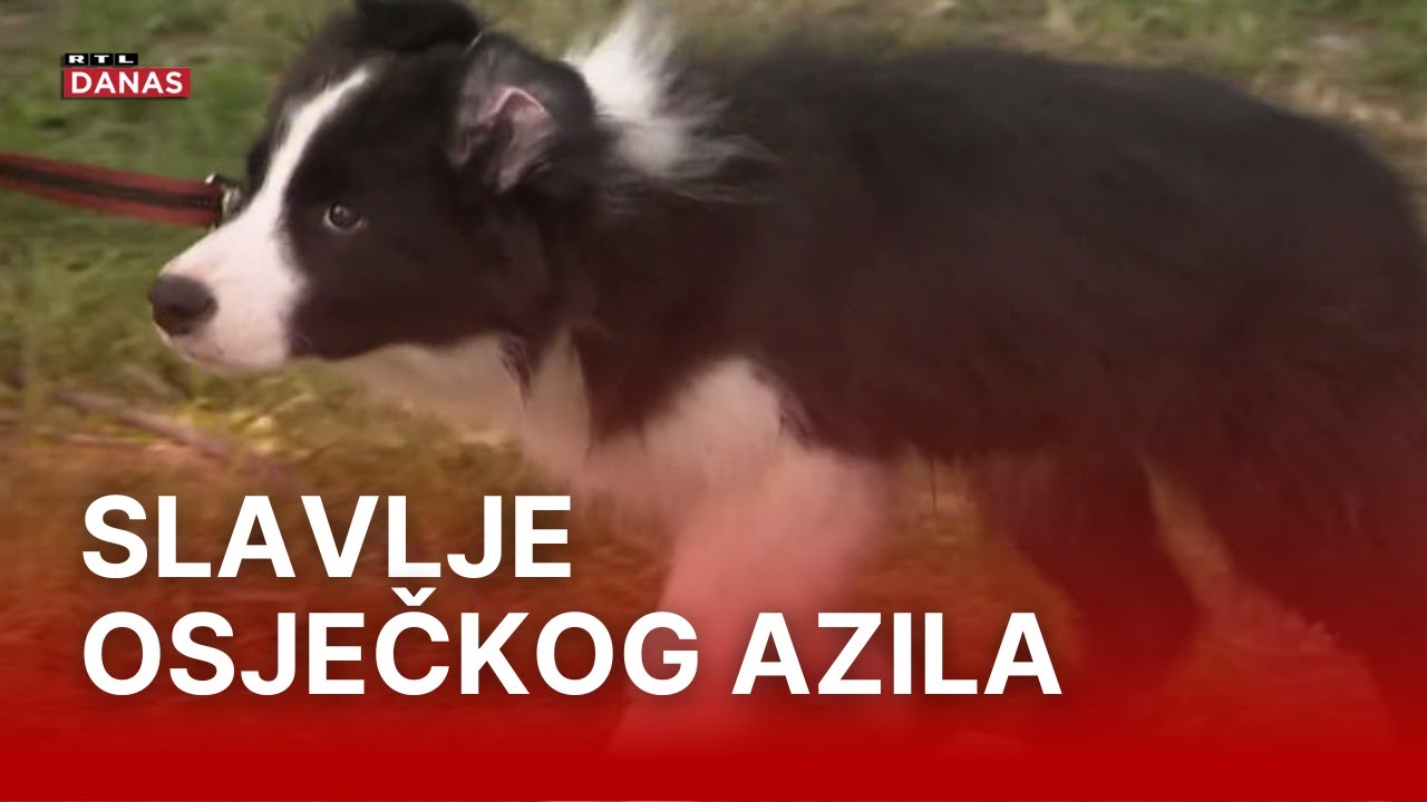Šapice koje mijenjaju život: Ljubav koju udomljeni psi pružaju ne može se opisati  | RTL Danas