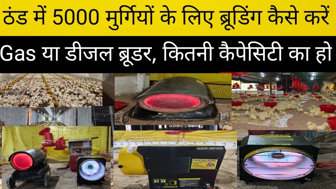 ठंड में 5000 मुर्गियों की ब्रूडिंग कैसे करते हैं, गैस brooder या डीजल Brooder कोनसा ब्रूडर सही है