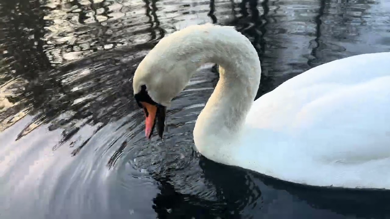Frederiksberg Gardens, Copenhagen, Denmark. #swan #swans