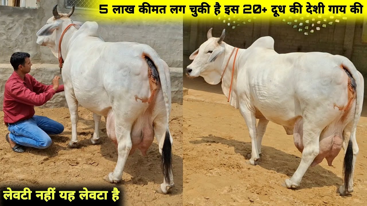 5 लाख रूपये मे भी नहीं बेचा 20+ दूध की देशी गाय को💲बड़ी लेवटी की गाय के थनों का गैप देखो👌Heavy Milker