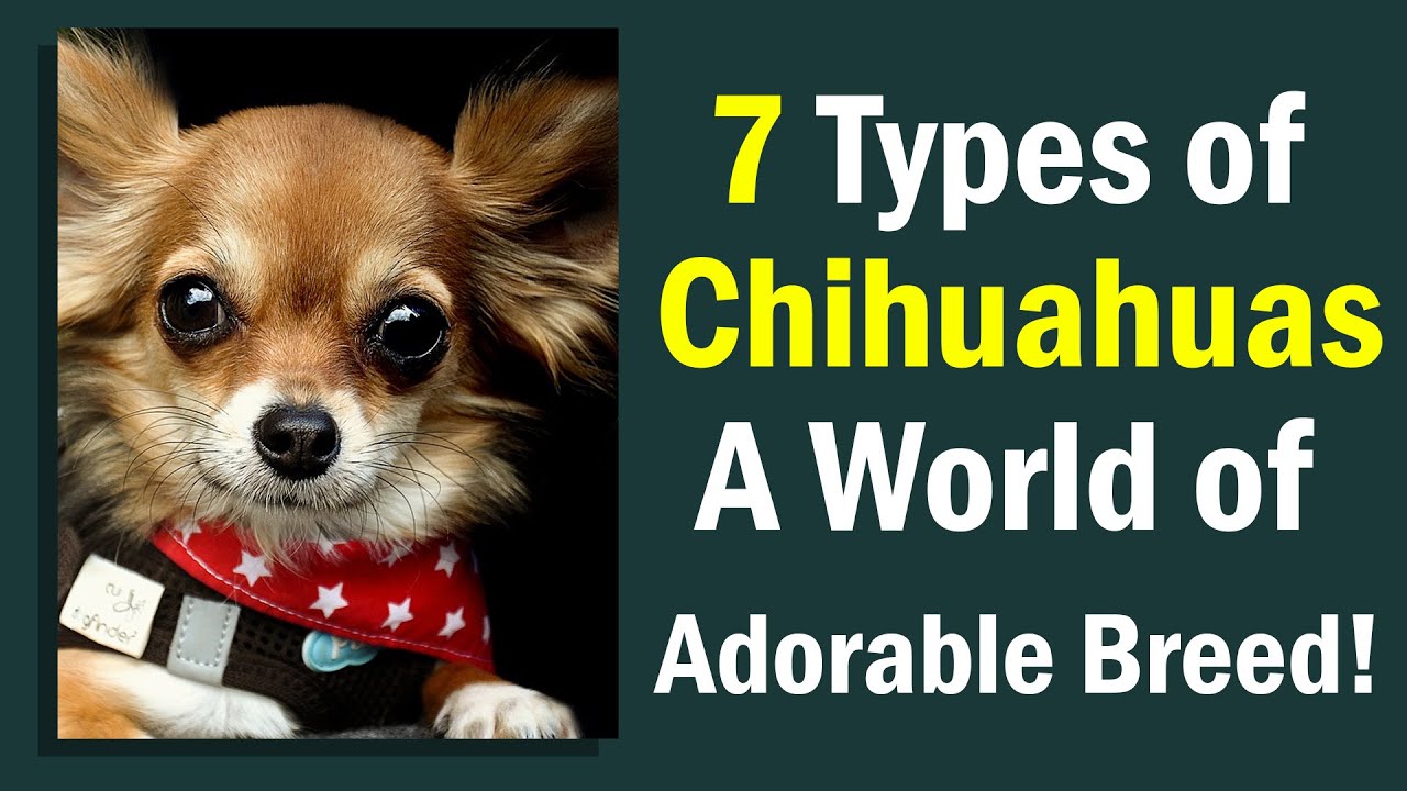 7 Types of Chihuahuas &ndash; From Apple Head to Fawn Types, Learn About These Adorable Little Canines!