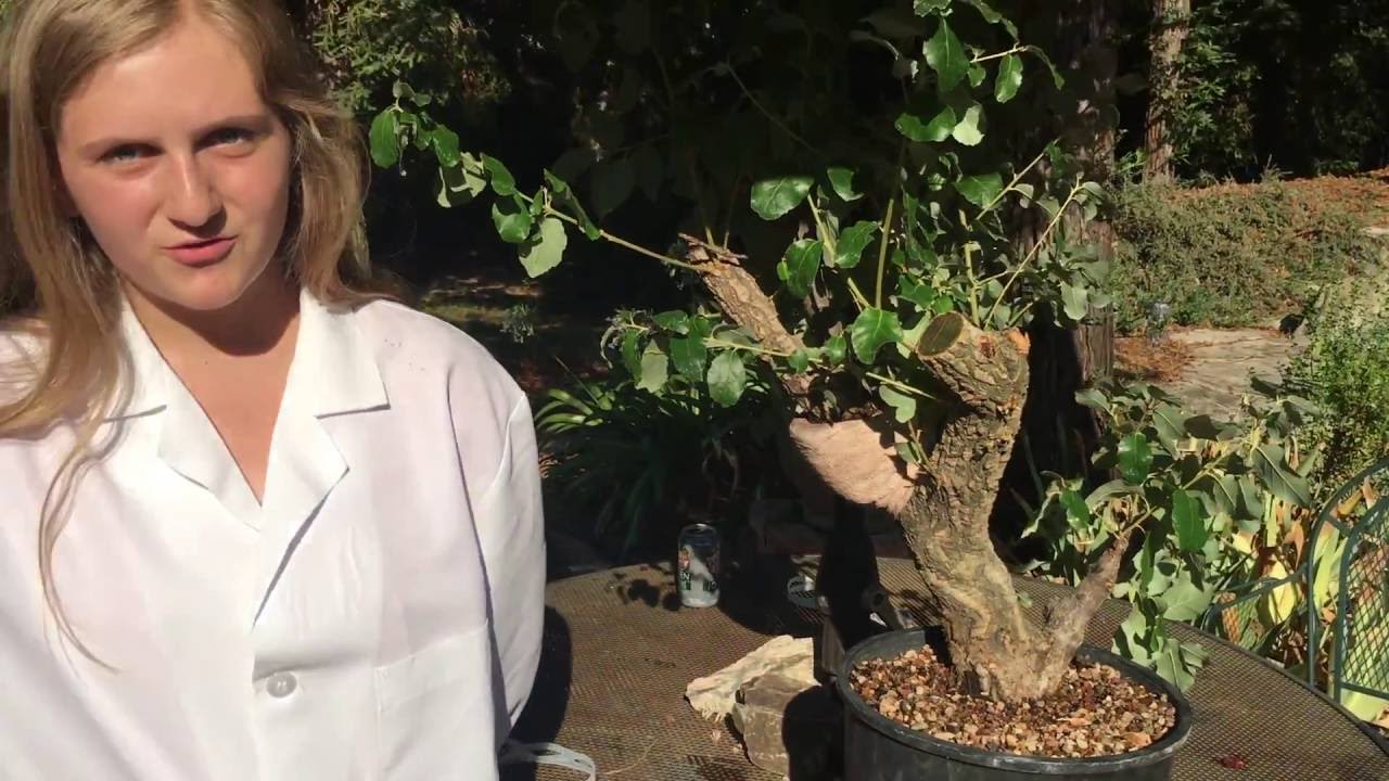Large Cork Oak Air Layer-Bonsai Creation