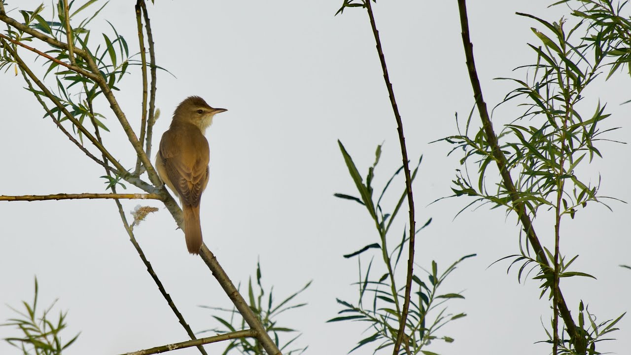 A great reed warbler morning song (Acrocephalus arundinaceus) Grote karekiet