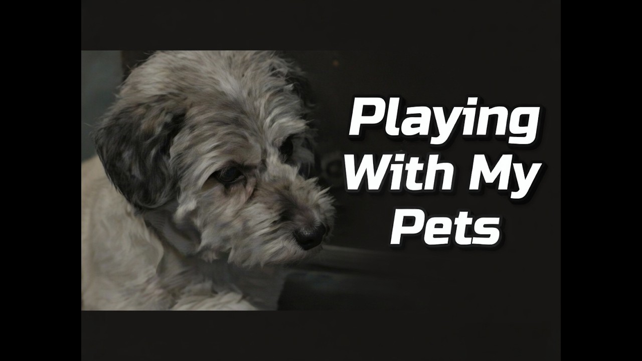 Playing With My Cat And Dog (2005)