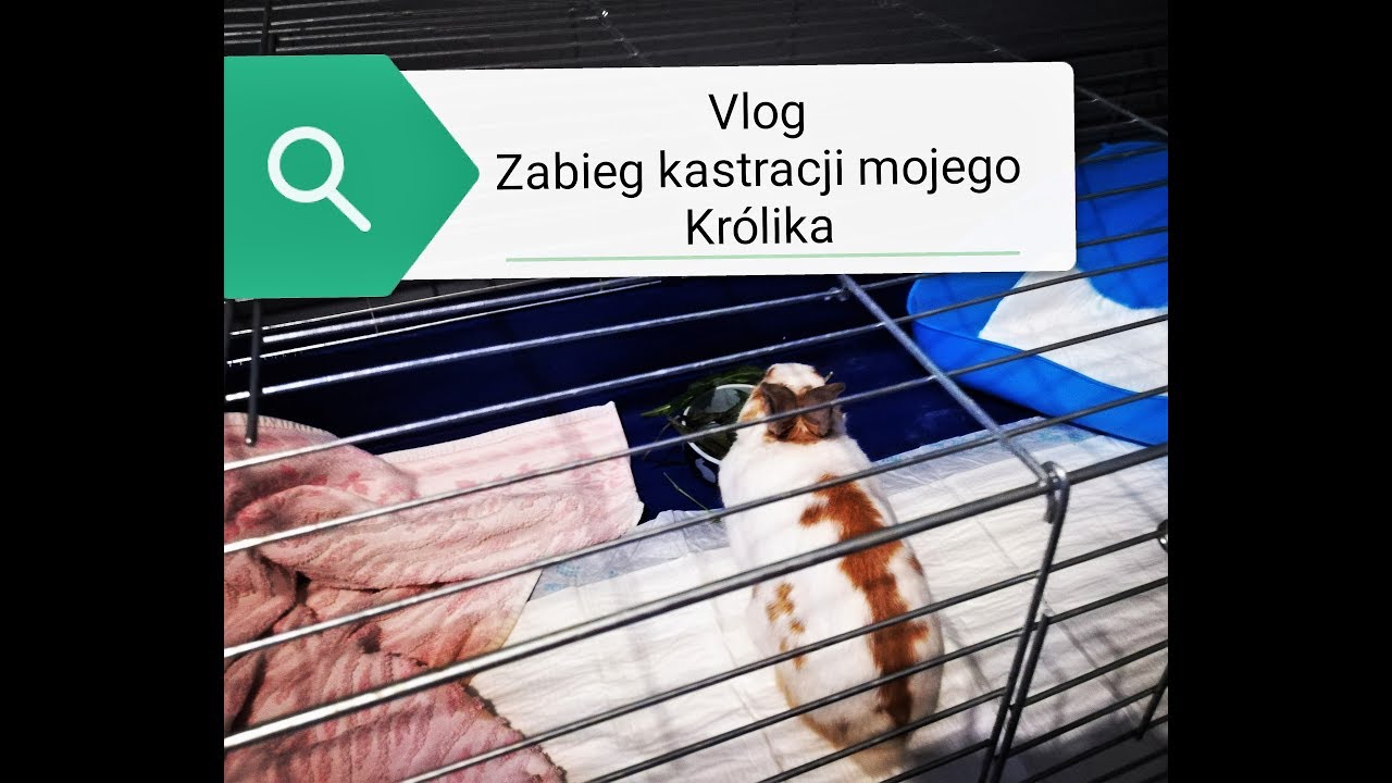 Vlog | Kastracja mojego Królika | 21.08.17