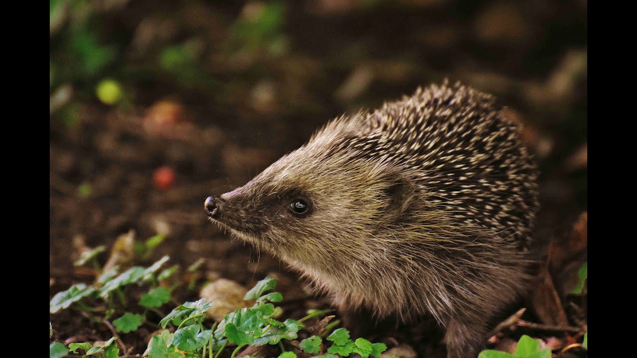 Positive News - Couple Converts Their Home into Hedgehog Haven to Rehabilitate Over 500 Critters