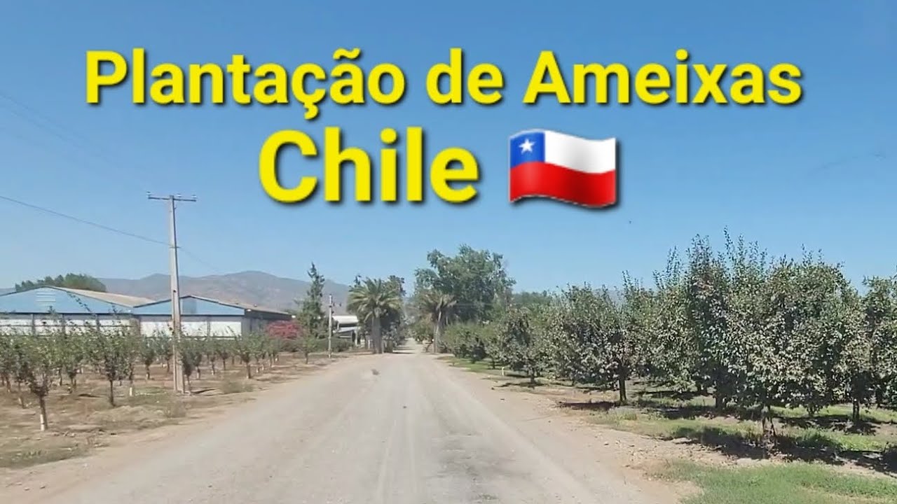 Fazenda Sofruco em Lá Rosa no Chile, plantações de uvas, peras e ameixas.