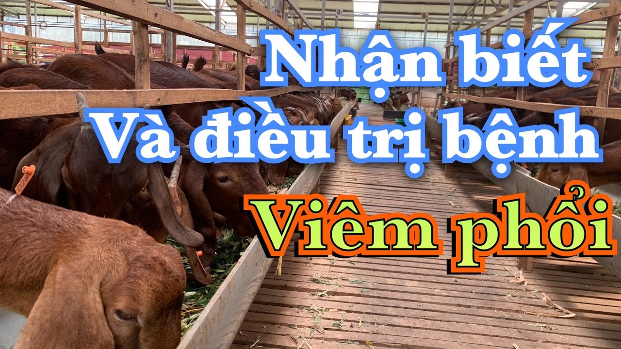 PHÒNG VÀ ĐIỀU TRỊ BỆNH VIÊN PHỔI CHO DÊ
