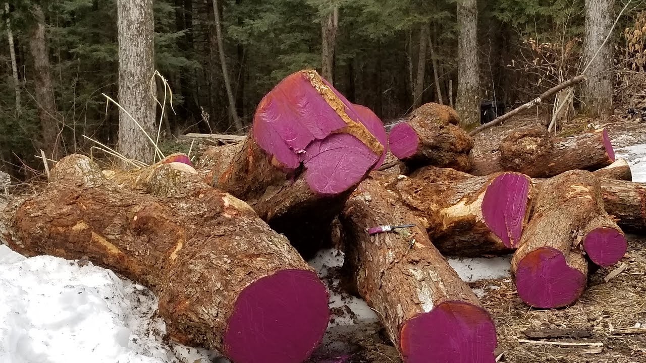 Will Latex Paint Protect Like Anchorseal ? Answer, no these logs did check/crack.