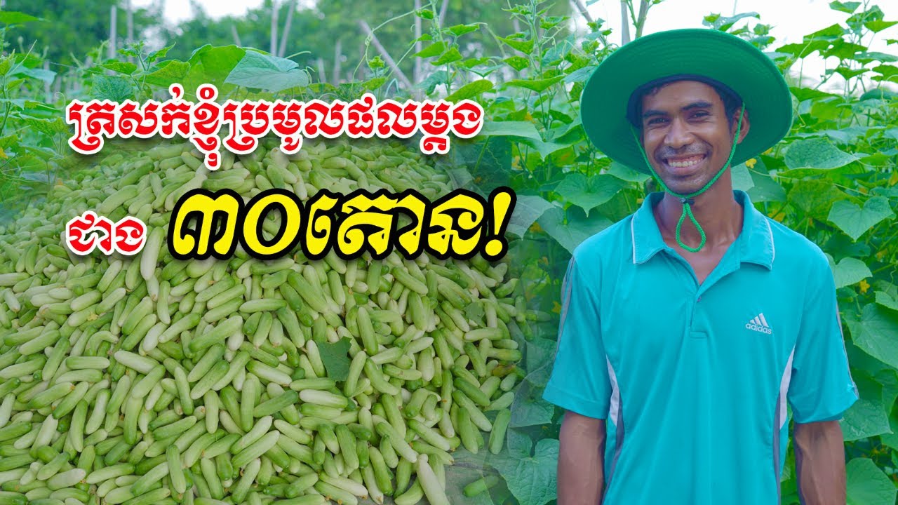 ញុំប្រមូលផលត្រសក់មួយហិចតា បានជាង ៣០តោន