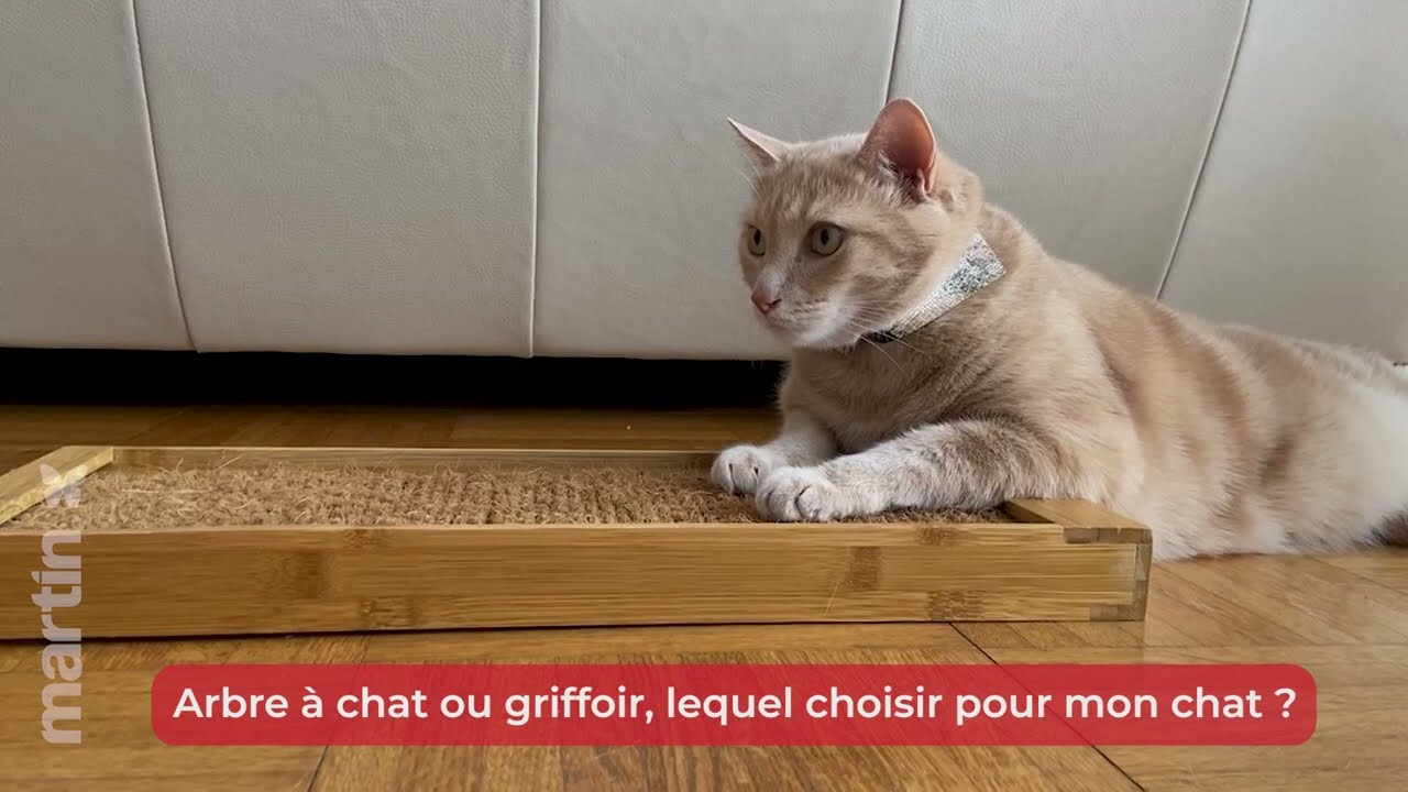 Faut-il Opter pour un Arbre &agrave; Chat ou un Griffoir ? Conseils et Astuces 😺💡 &ndash; Minute Papillon EP.31
