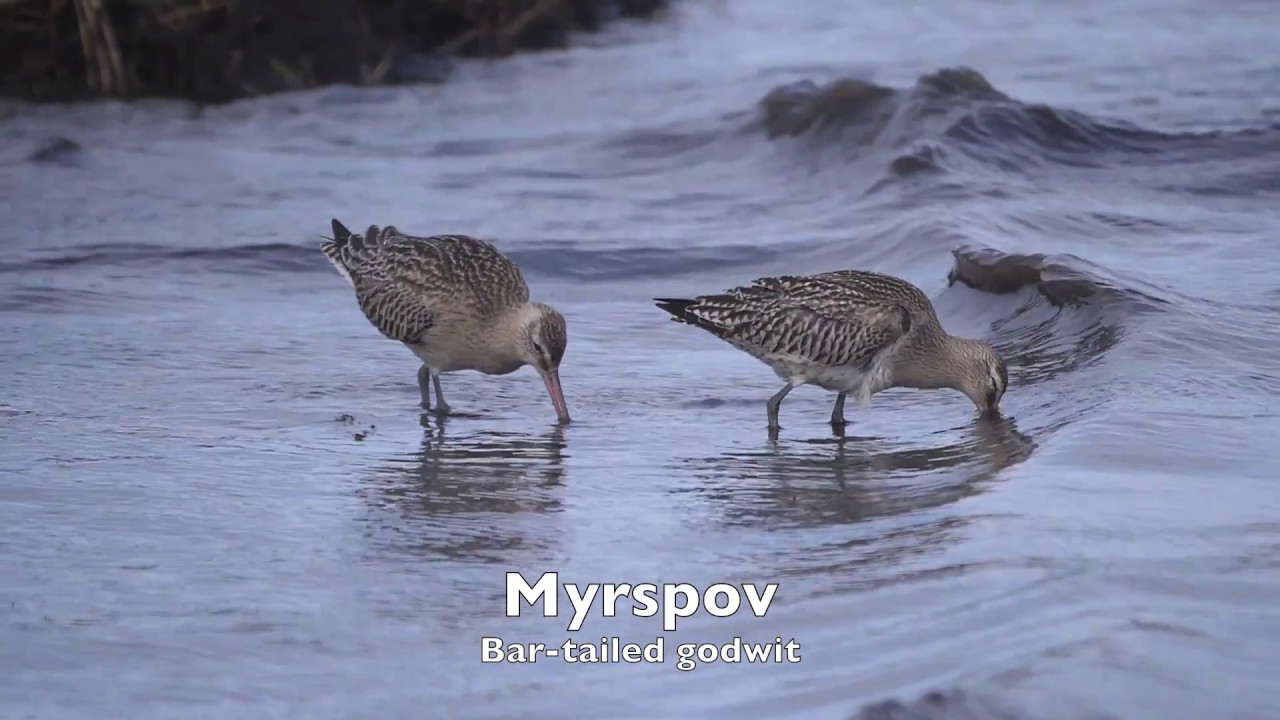 Naturdagbok Öland 2018   1080p