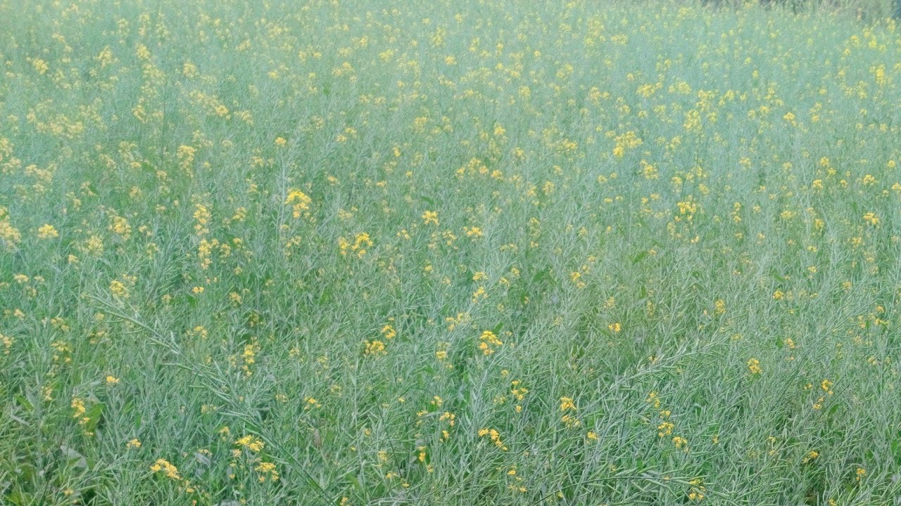 आज सवाल–जवाब खुले दिल से | Live