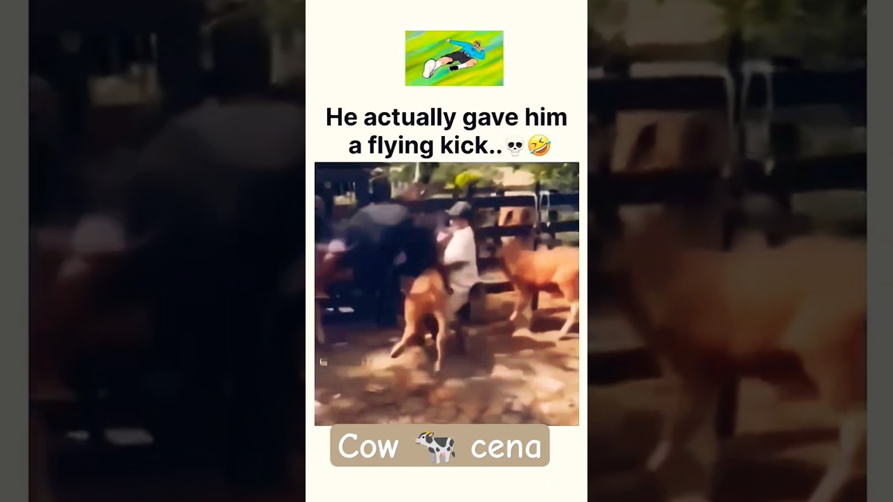 Cow kick #cow #fun #fails