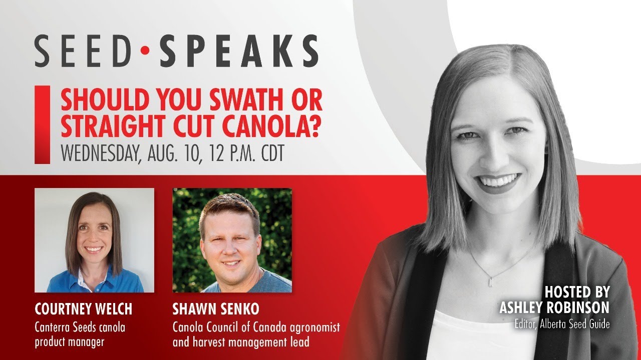 Should You Swath or Straight Cut Canola?