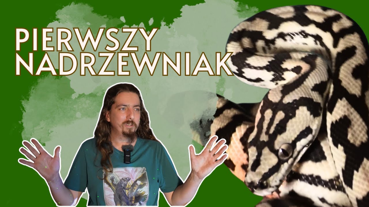 PYTON DYWANOWY, największy podgatunek Morelia spilota w końcu dostał porządne TERRARIUM!