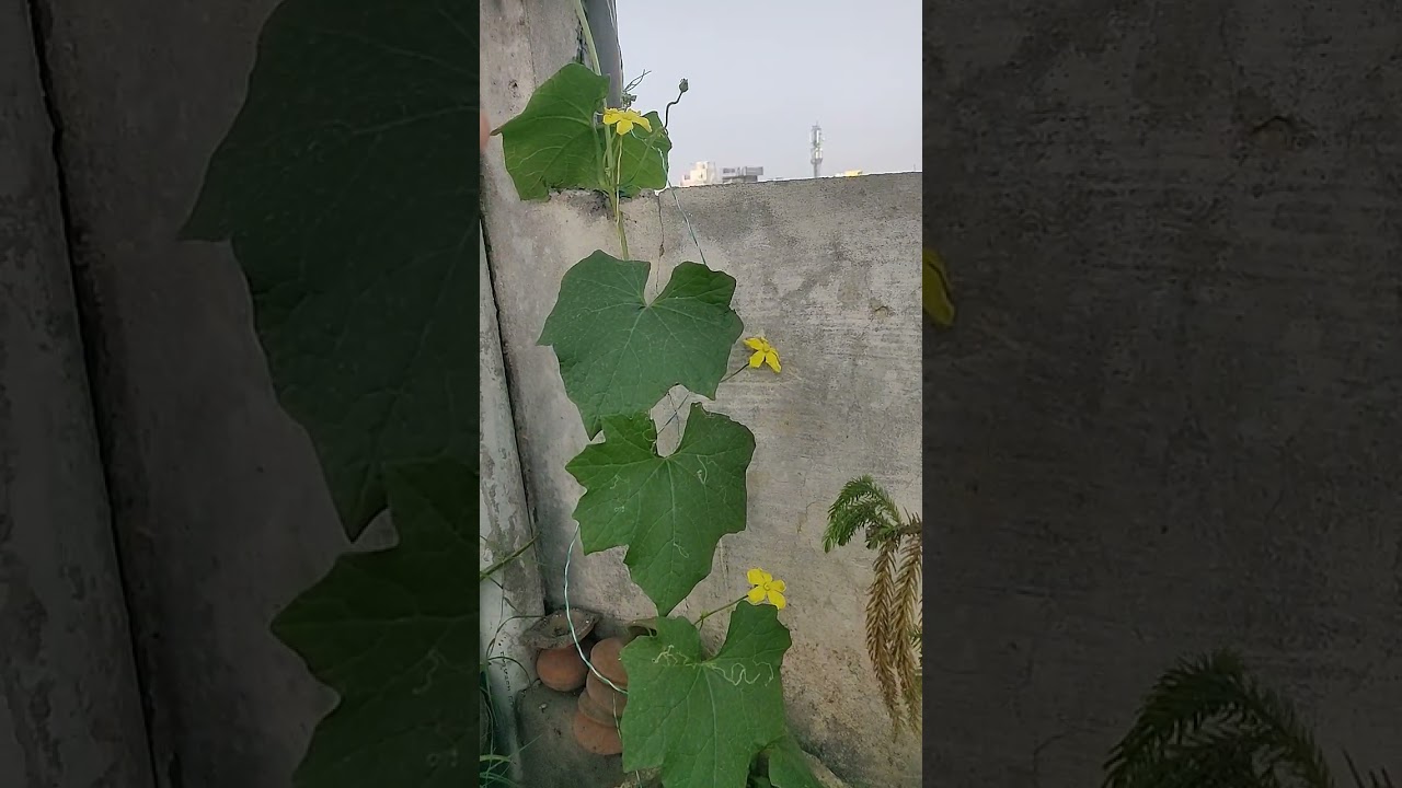 #Don't Worry #Turai #Male Flower will  #Fall Down || It's helpful in #Polination #Sachin Bagiya