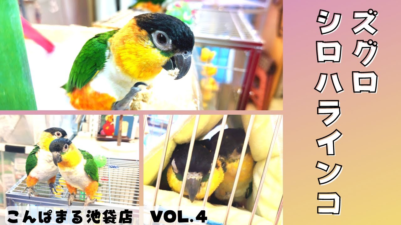 【こんぱまるTV】池袋店　＃4 　ズグロシロハラインコ特集！