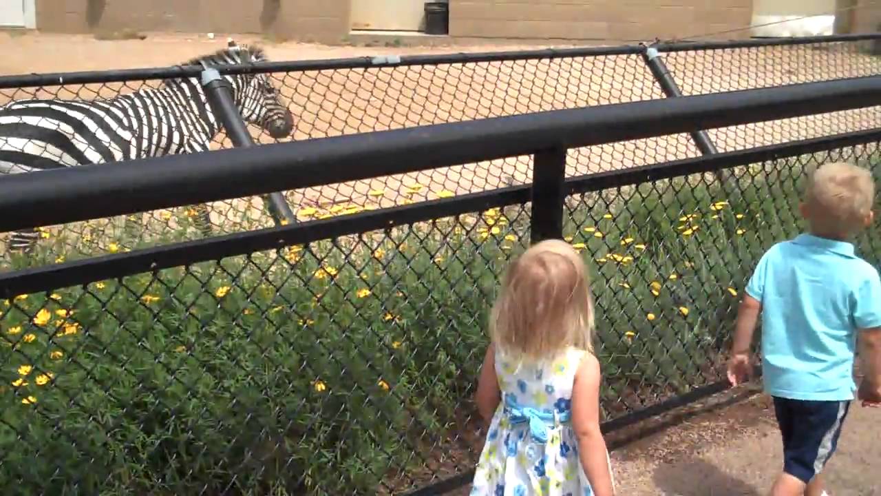 Walking with the Zebra