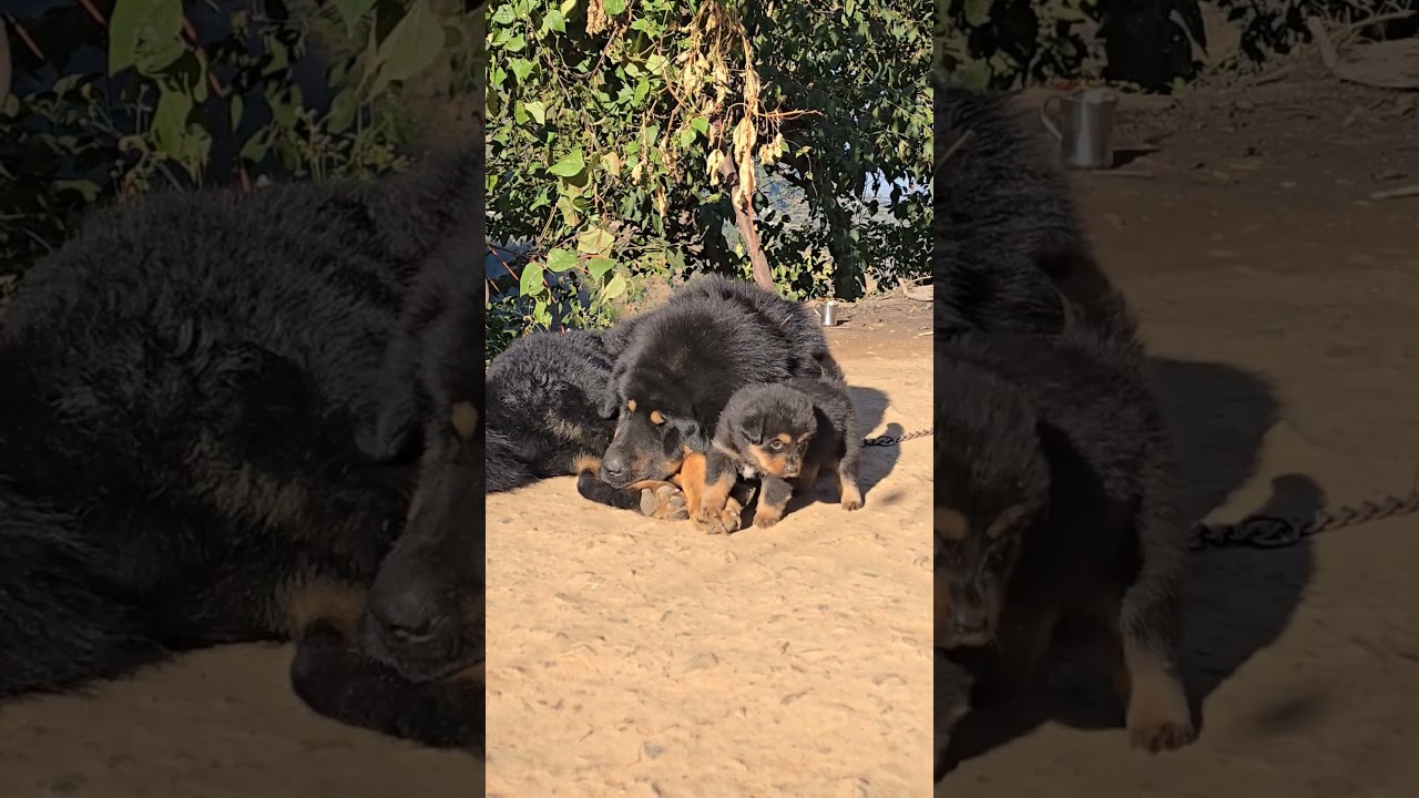 Bhotia Dog Puppy 