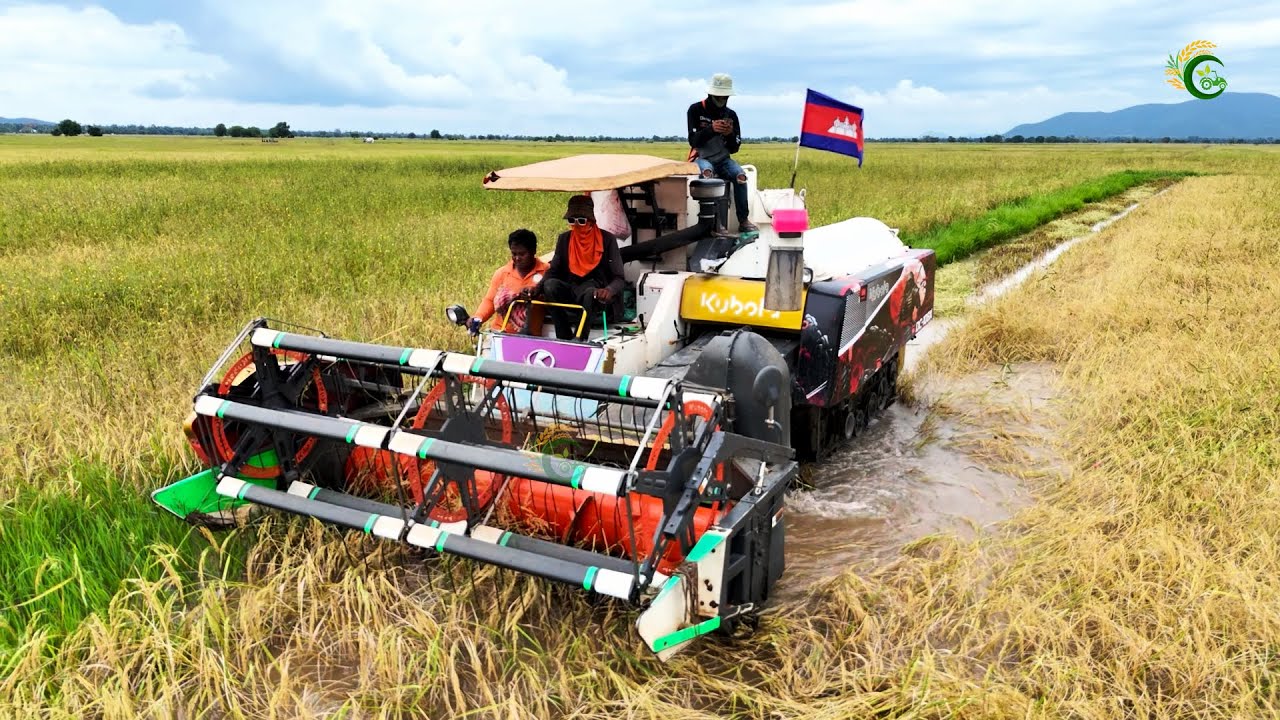 Kubota DC108X Combine Harvester Machine Cropping In Deep Water Rice Farms Cambodia