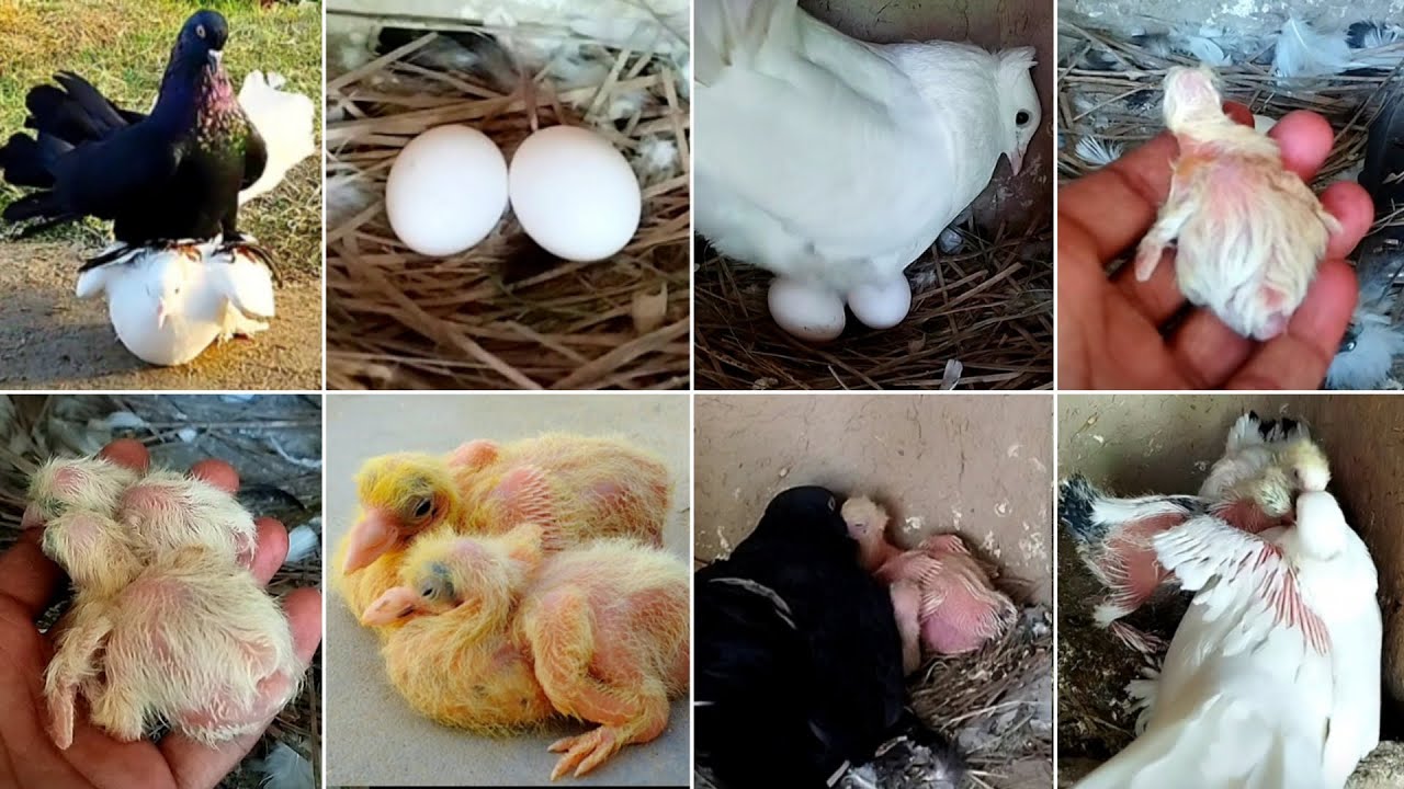 Lakha pigeons 😍 || amazing breeding setup || 30 days in 4:30 minutes ❤️