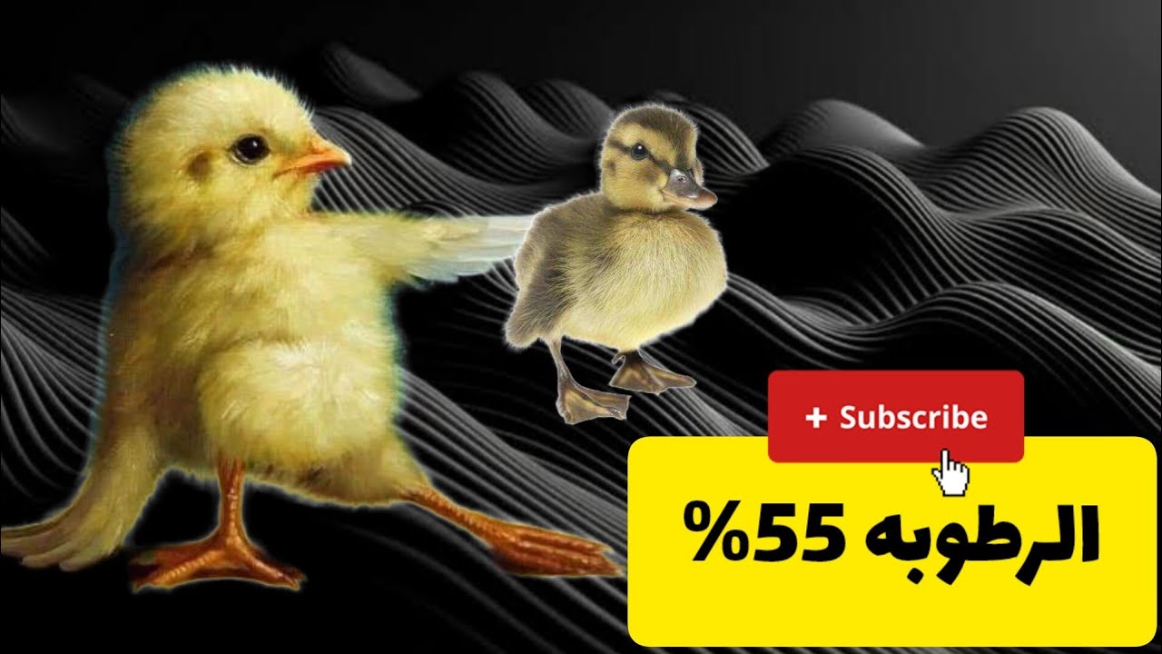 الرطوبه داخل الفقاسه 55% #اكسبلور #حوض #طيور #بيض #دجاج #2024